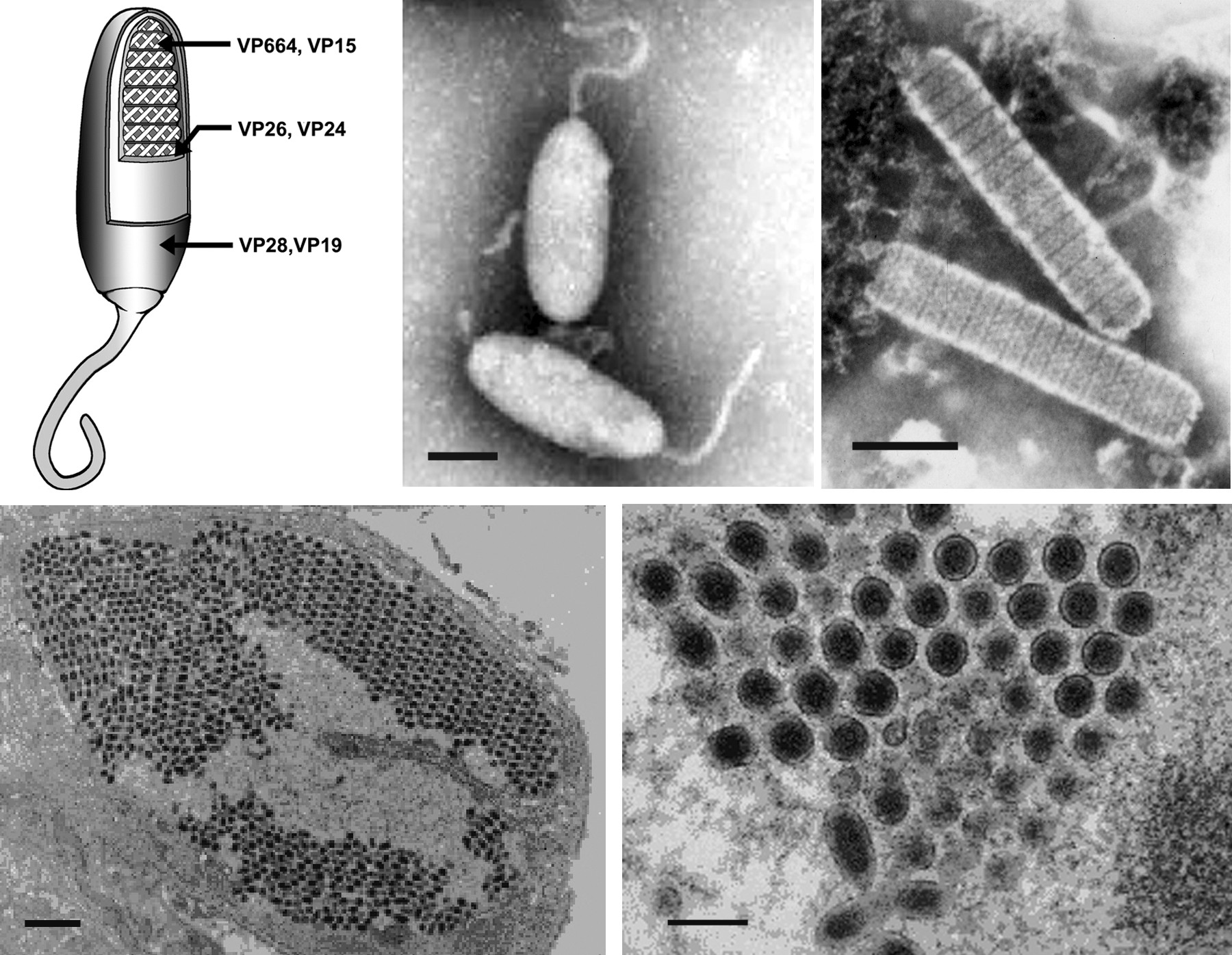Представитель Семейства Nimaviridae
